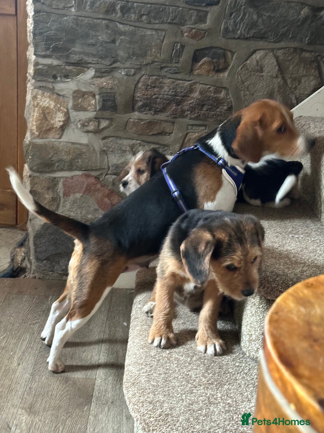 Mixed Breed dogs for sale: 🐾 Beautiful Cavapoo x Beagle Puppies 🐾 - Advert 5