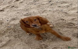 Cocker Spaniel dogs for sale: Cocker Spaniel Girl ‘Ruby’  - Advert 2