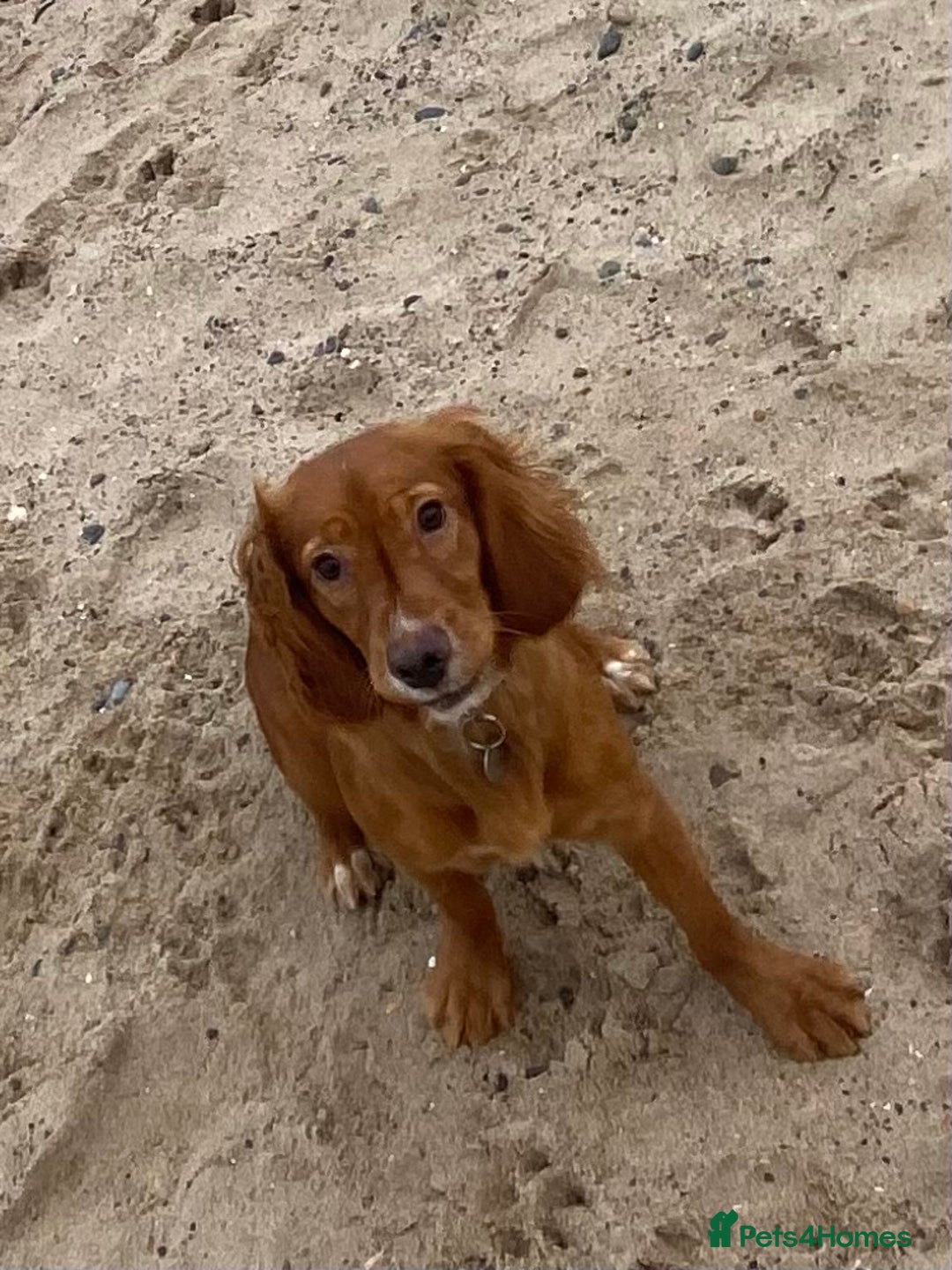 Cocker Spaniel dogs for sale: Cocker Spaniel Girl ‘Ruby’  - Advert 2