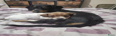 Chiweenie 1 - Cooper