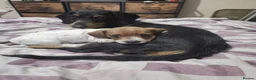 Chiweenie dogs for sale: Chiweenie Pups - Advert 6
