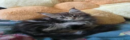 Maine Coon cats for sale: Stunning Maine Coon Kittens Available - Advert 4