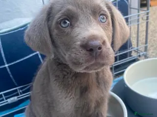 Labrador Retriever dogs Stunning Pure Pedigree Silver Labrador Puppies - Advert 4
