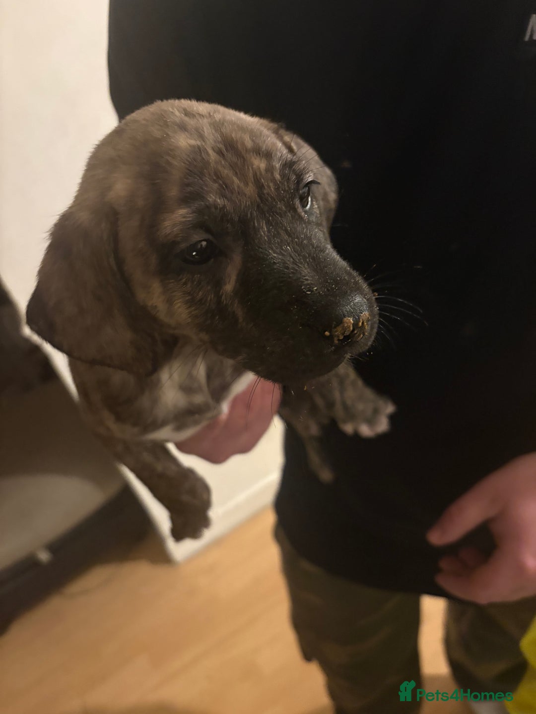 Mixed Breed dogs for sale: Puppy’s for sale - Advert 4