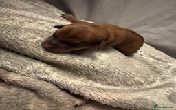 Mixed Breed dogs for sale: Daxie poo puppies - Image 7