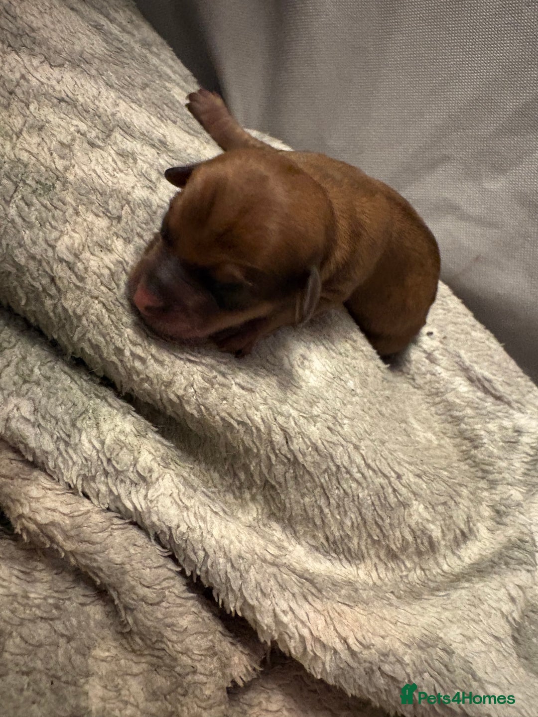 Mixed Breed dogs for sale: Daxie poo puppies - Image 7