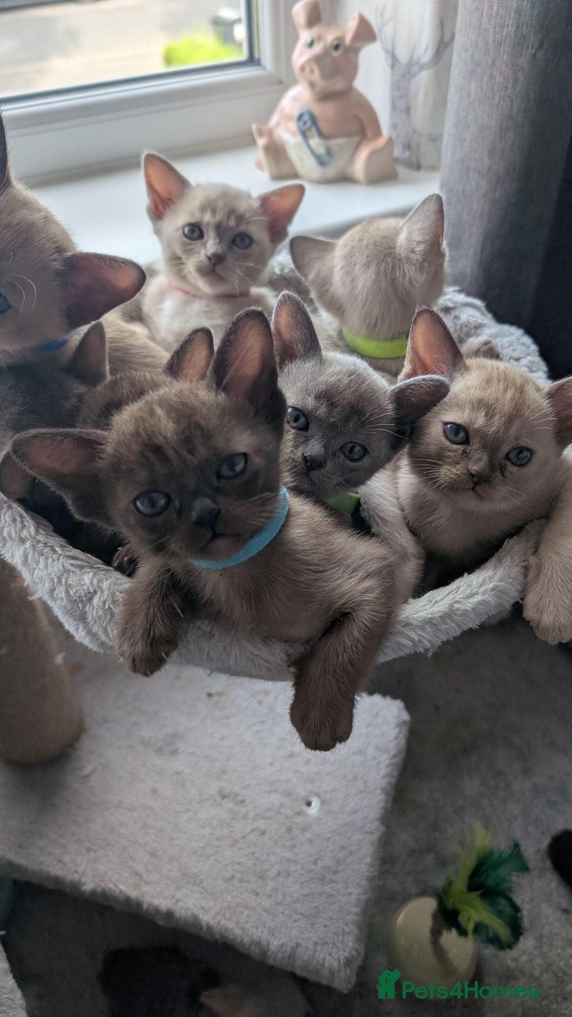 Burmese cats Beautiful Burmese babies - Advert 1