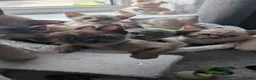 Burmese cats for sale: Beautiful Burmese babies - Advert 1
