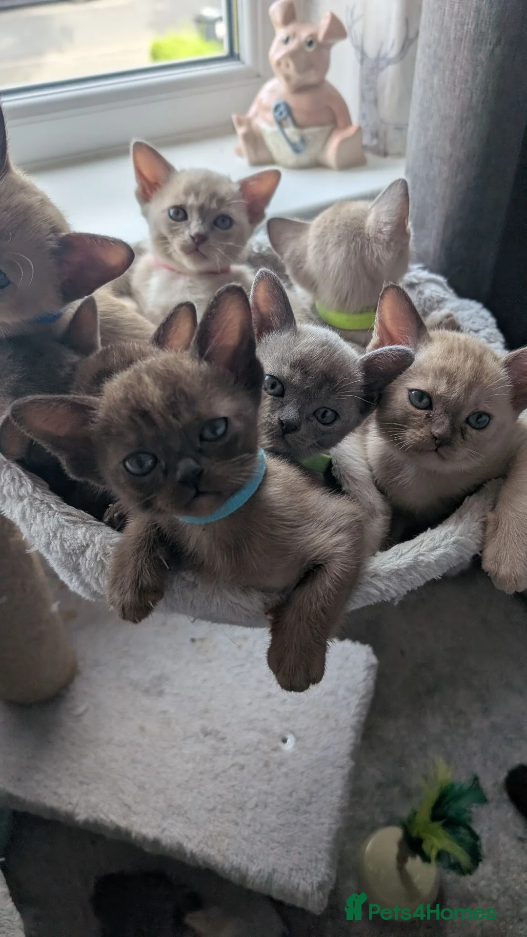 Burmese cats for sale: Beautiful Burmese babies - Advert 1