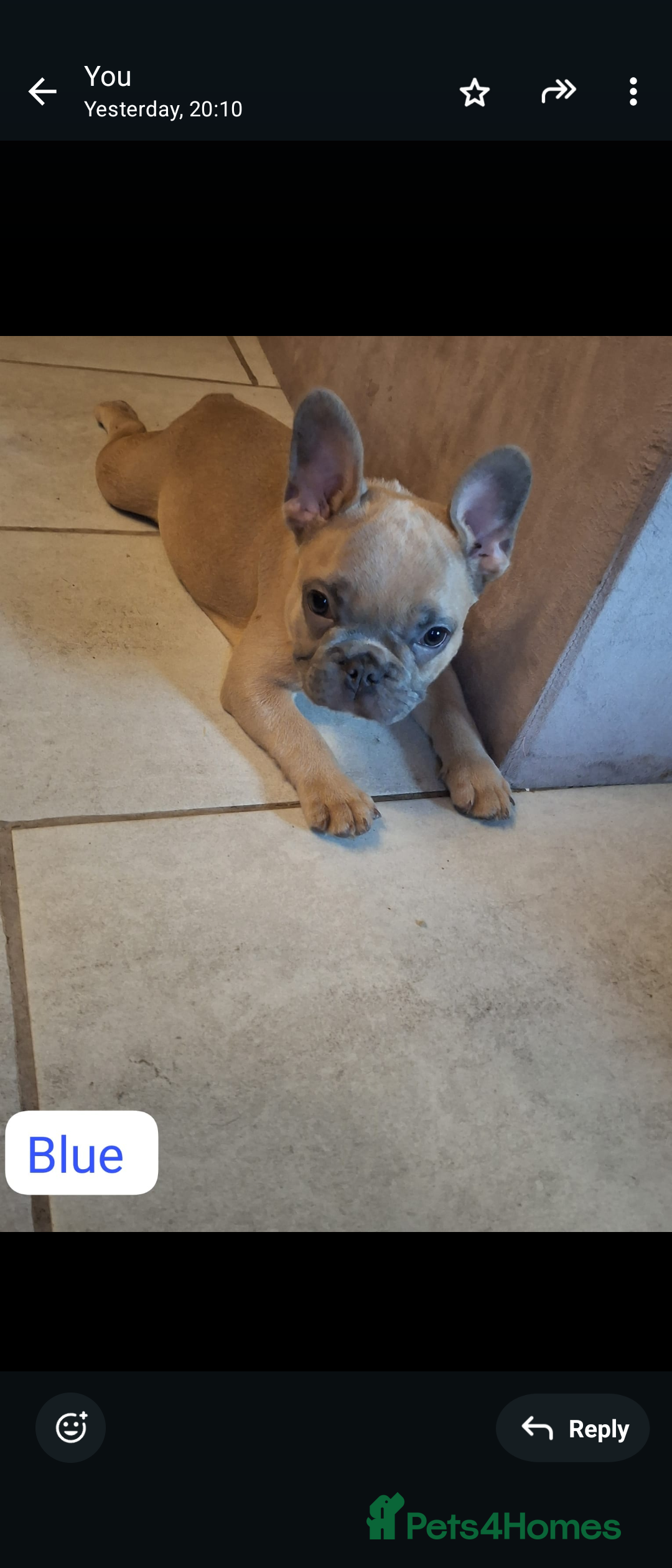 French Bulldog dogs for sale: Full vaccination only 2 available french bulldog in Hayes - Image 25