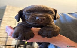Labrador Retriever dogs for sale: KC Registered Lab pups ready for reserving - Image 12