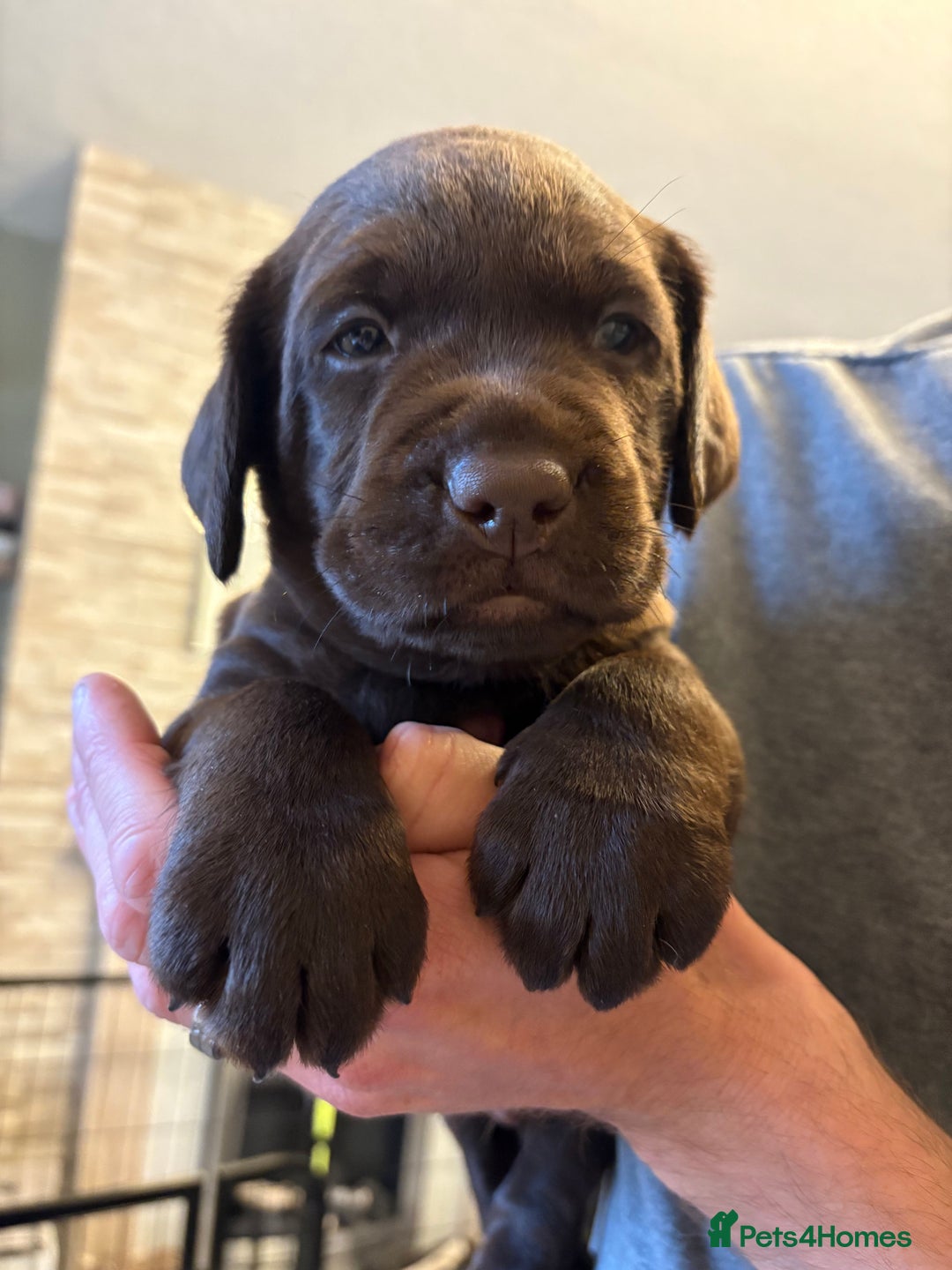 Labrador Retriever dogs for sale: KC Registered Lab pups ready for reserving - Image 12