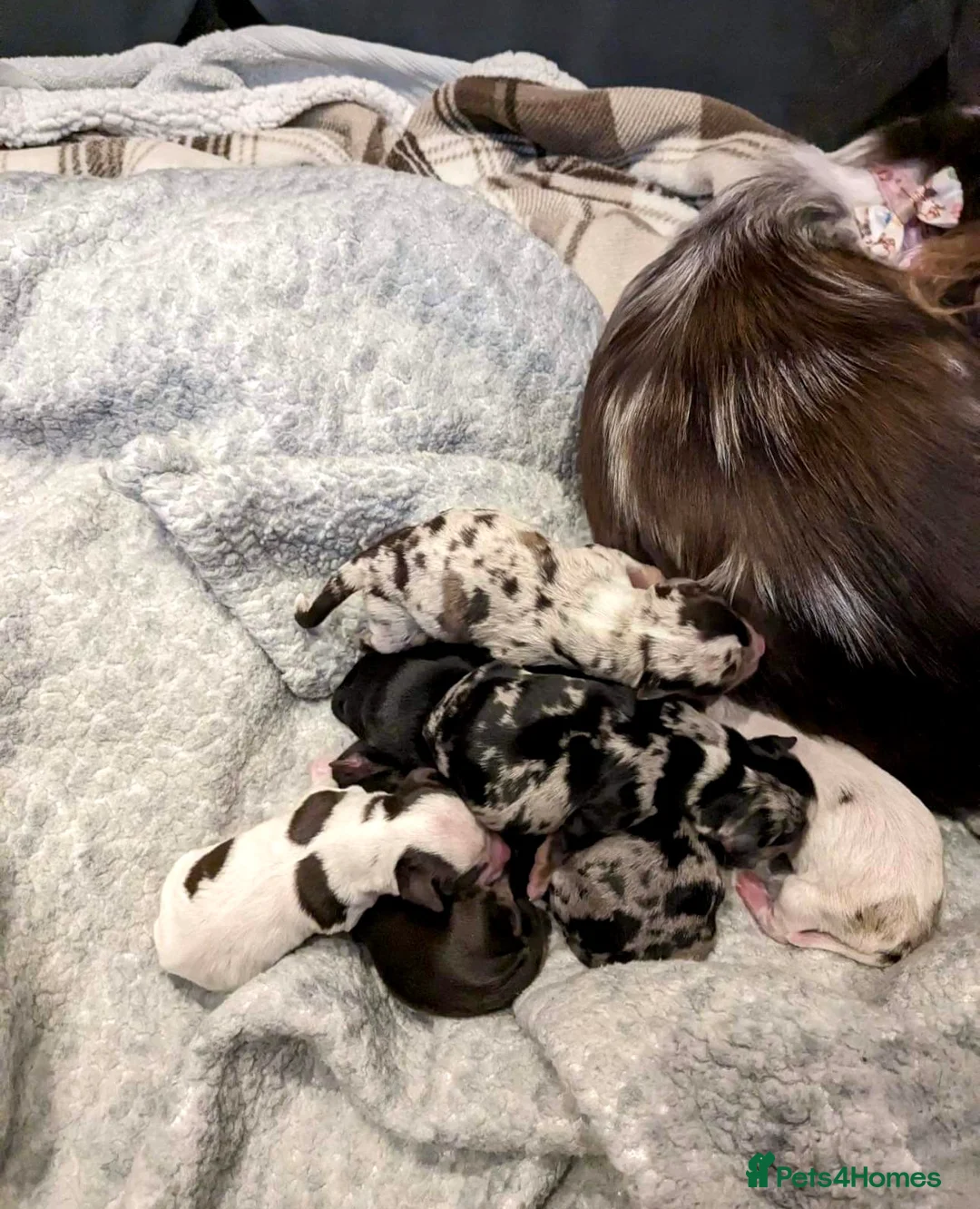 Chihuahua dogs for stud: **PROVEN STUD** ** Chihuahua in Pudsey - Advert 13