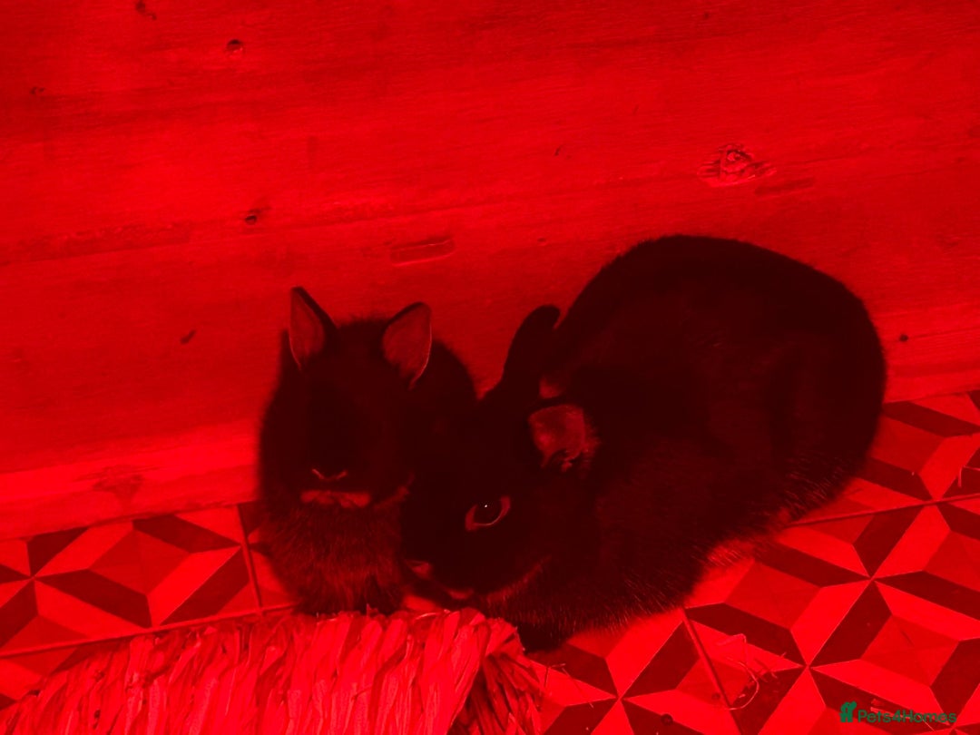 Netherland Dwarf rabbits for sale: Netherland Dwarf Bunnies - Advert 6