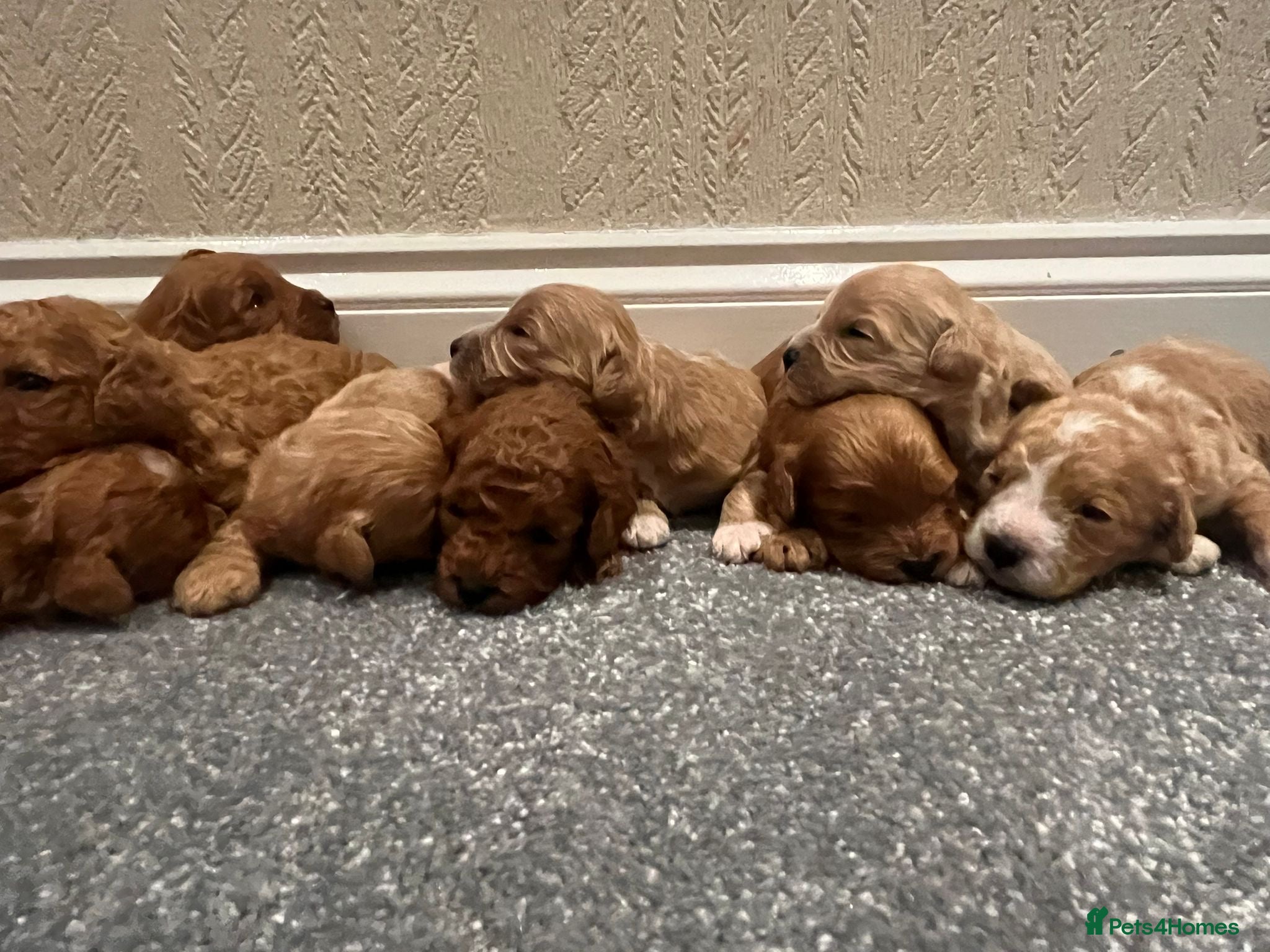 Cavapoo dogs for sale: OUTSTANDING CAVAPOO PUPPIES  - Advert 5