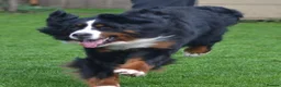 Bernese Mountain Dog dogs for sale: VERY SPECIAL GIRL LOOKING FOR VERY SPECIAL HOME - Advert 14