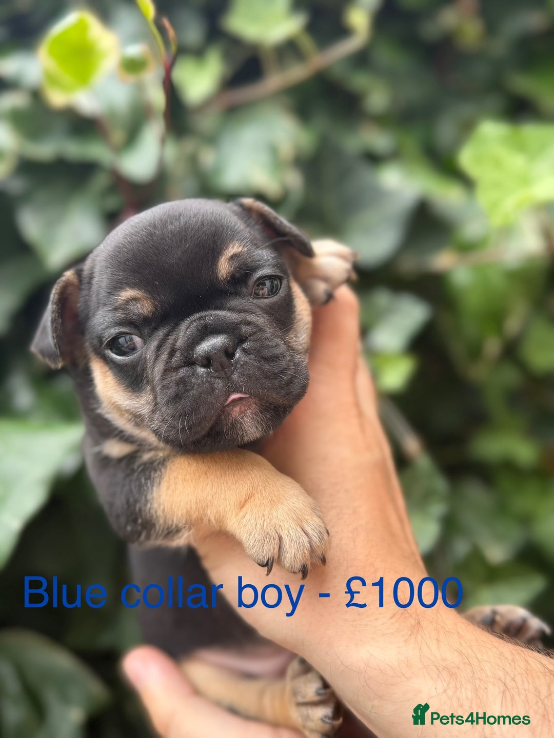 French Bulldog dogs for sale: French bulldog puppies for sale - Image 2