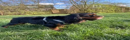 Cavalier King Charles Spaniel dogs for stud: Cavalier King Charles for stud - Advert 2