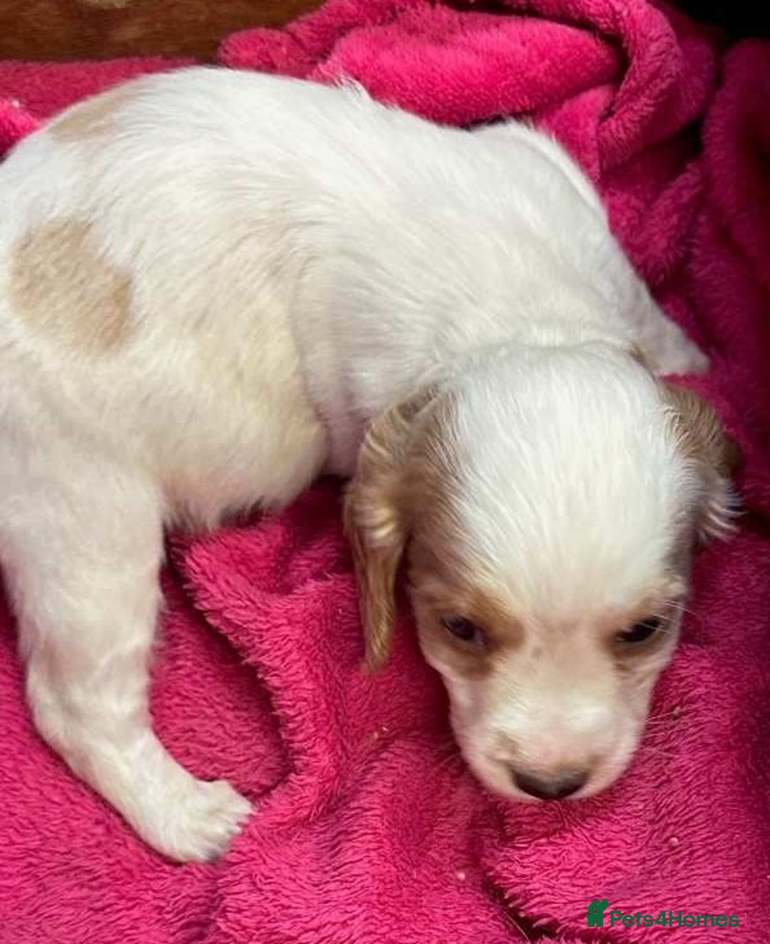 Cocker Spaniel dogs for sale: Cocker Spaniel puppies for sale - Advert 5