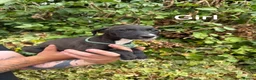 Mixed Breed dogs for sale: Lurcher cross puppies  in Barnsley - Advert 3