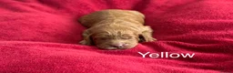 Cockapoo dogs for sale: Beautiful F1b Cockapoo Puppies - Advert 3