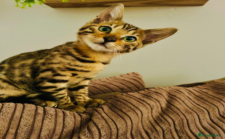 Bengal cats - Advert 1