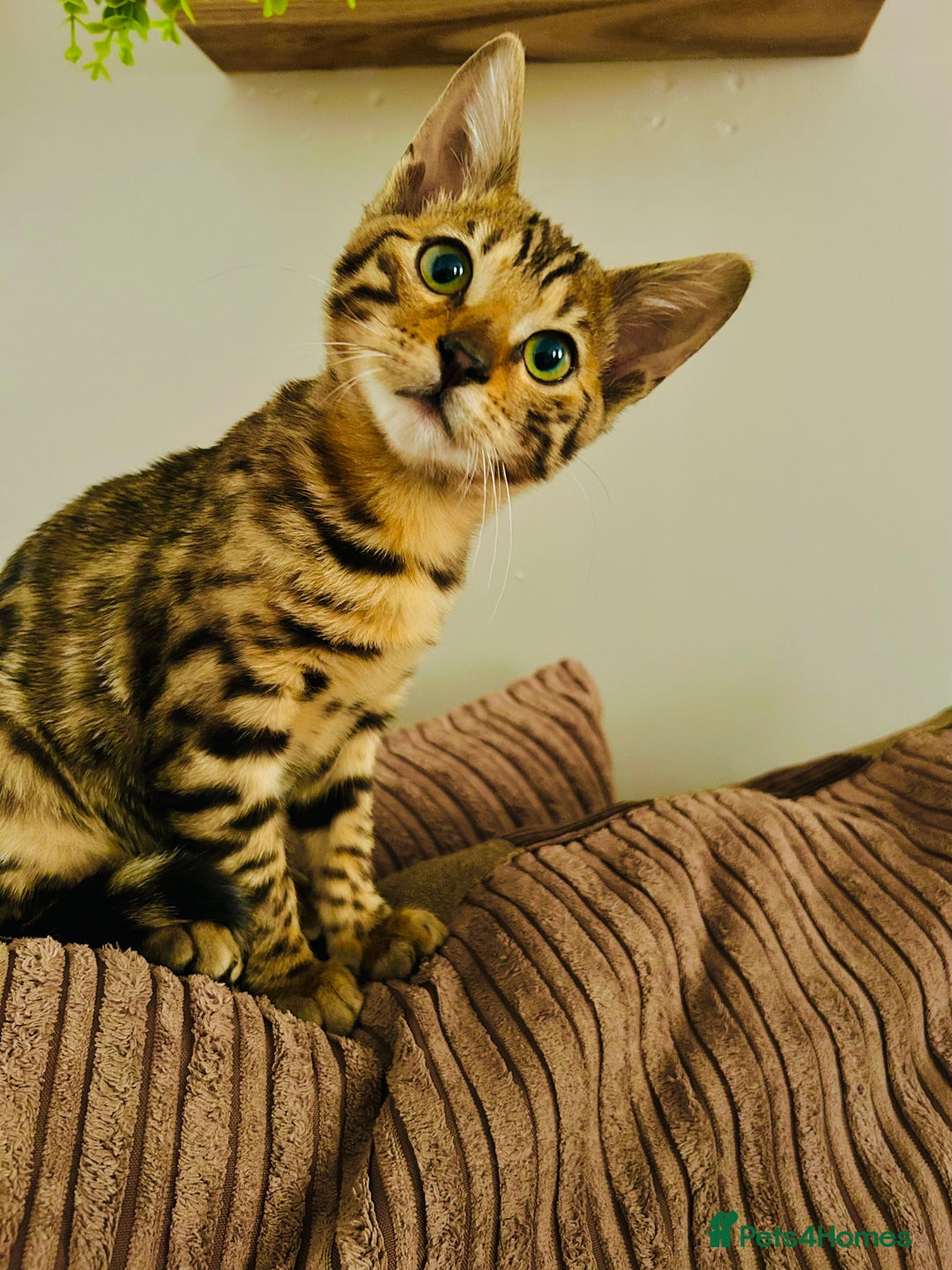 Bengal cats for sale: Tica registered bengal girl kitten 15 weeks - Advert 1