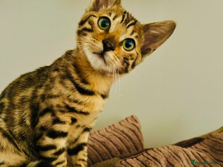 Bengal cats Tica registered bengal girl kitten 15 weeks - Advert 10