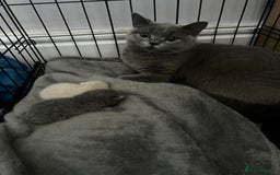 British Shorthair cats for sale: British short haired kittens  - Image 12
