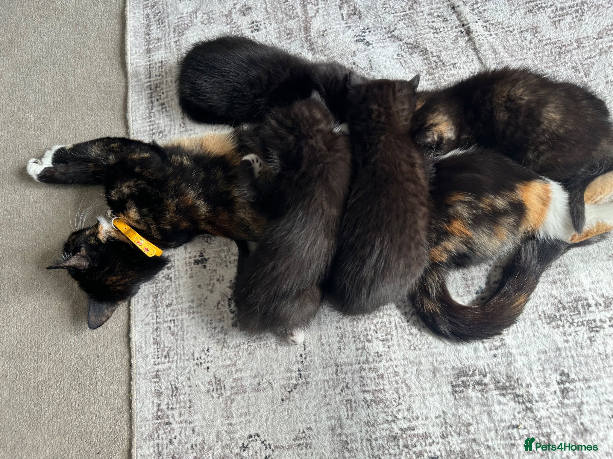 Mixed Breed cats Cute kittens - Advert 1