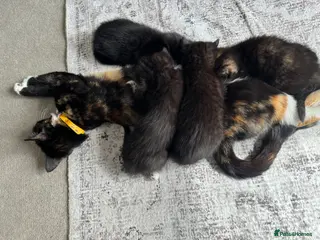 Mixed Breed cats Cute kittens - Advert 3