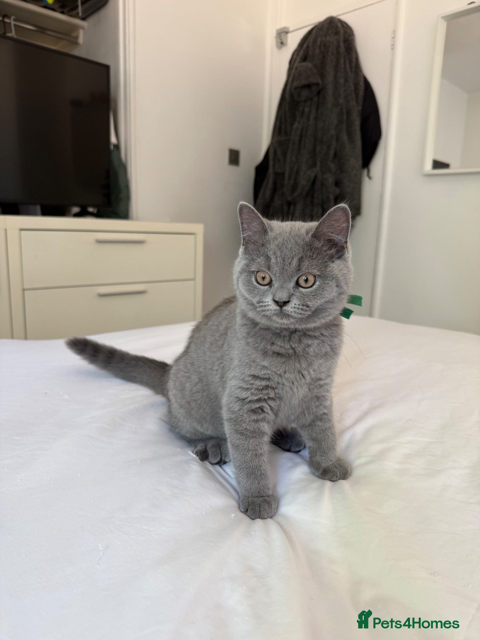 British Shorthair cats Male British shorthair  - Advert 17