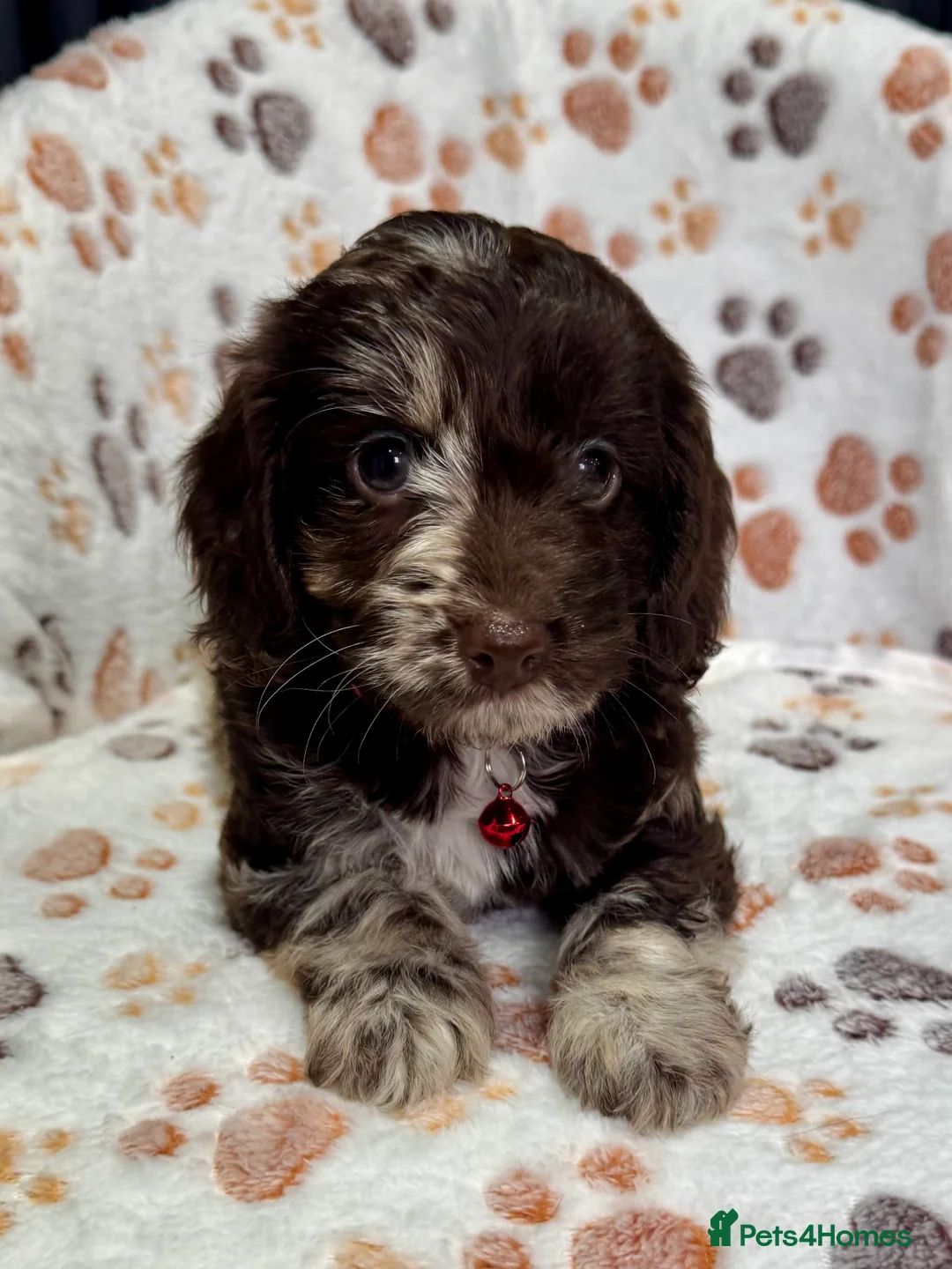 Toy Poodle dogs for stud: Percy KC Chocolate Phantom Toy Poodle Stud in Middlesbrough - Advert 2