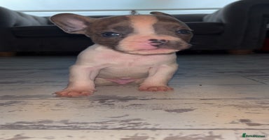 French Bulldog dogs French bulldog cross pups  - Advert 4