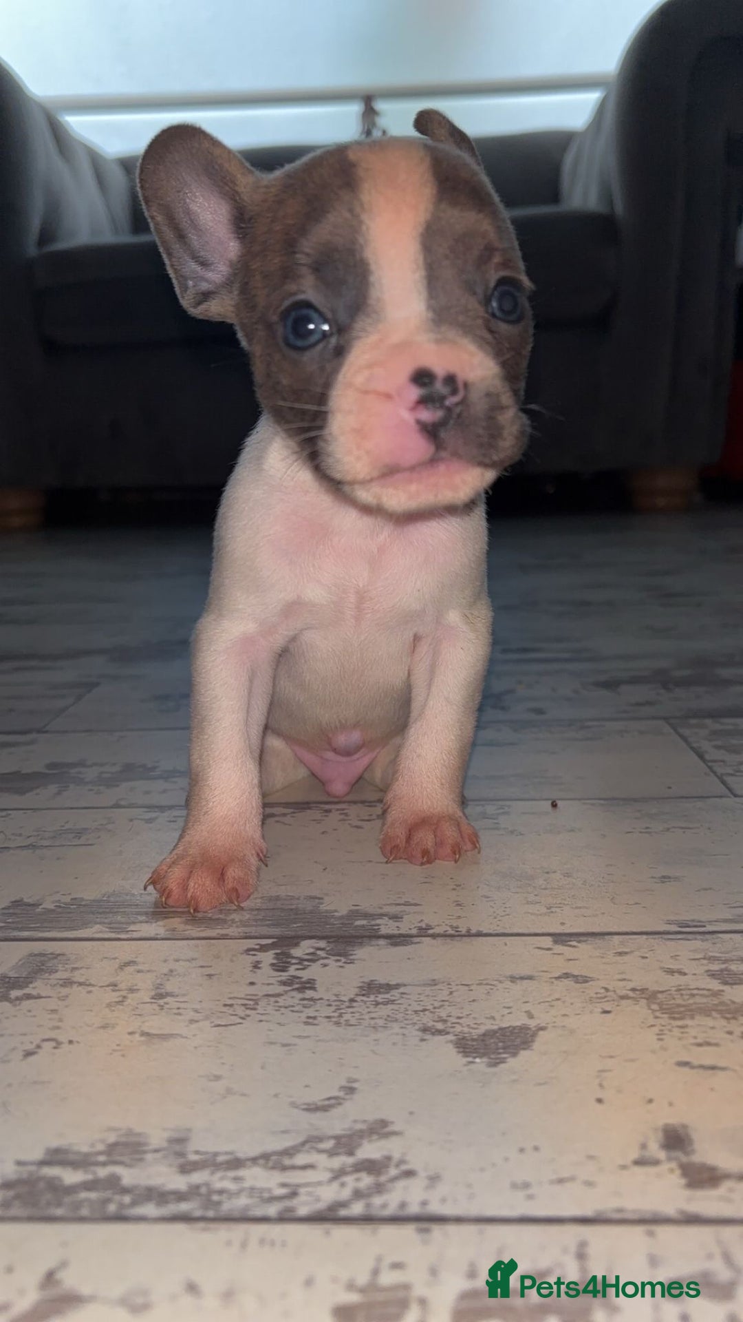 French Bulldog dogs for sale: French bulldog cross pups  - Image 3