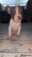 French Bulldog dogs French bulldog cross pups - Advert 4