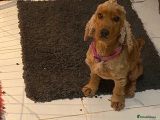 Cocker Spaniel dogs Fox red cocker spaniel girl - Advert 1