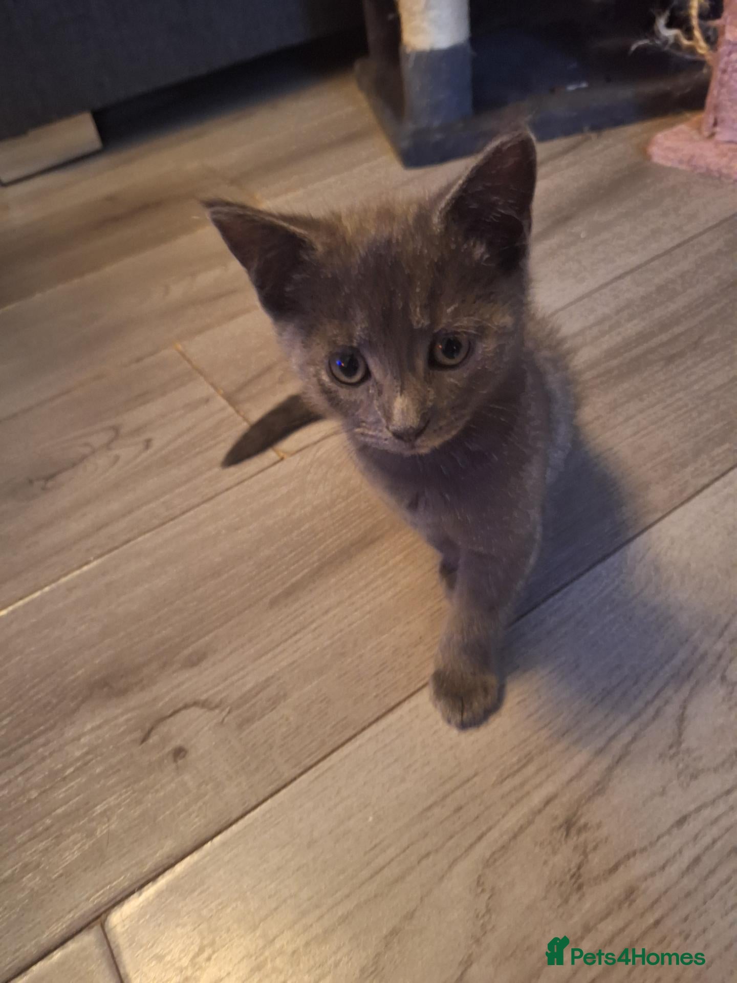 Mixed Breed cats 2 kittens 9 weeks old  - Advert 18