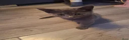 Mixed Breed cats for sale: 2 kittens 9 weeks old  - Advert 1