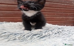 Mixed Breed cats for sale: Kittens  - Image 1