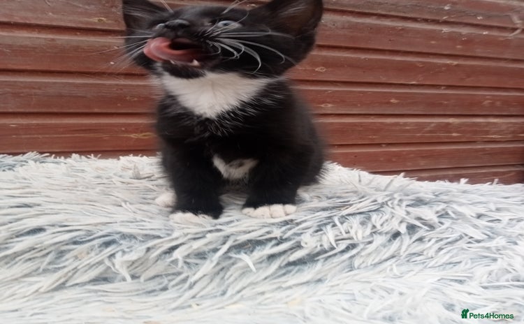 Mixed Breed cats - Advert 9