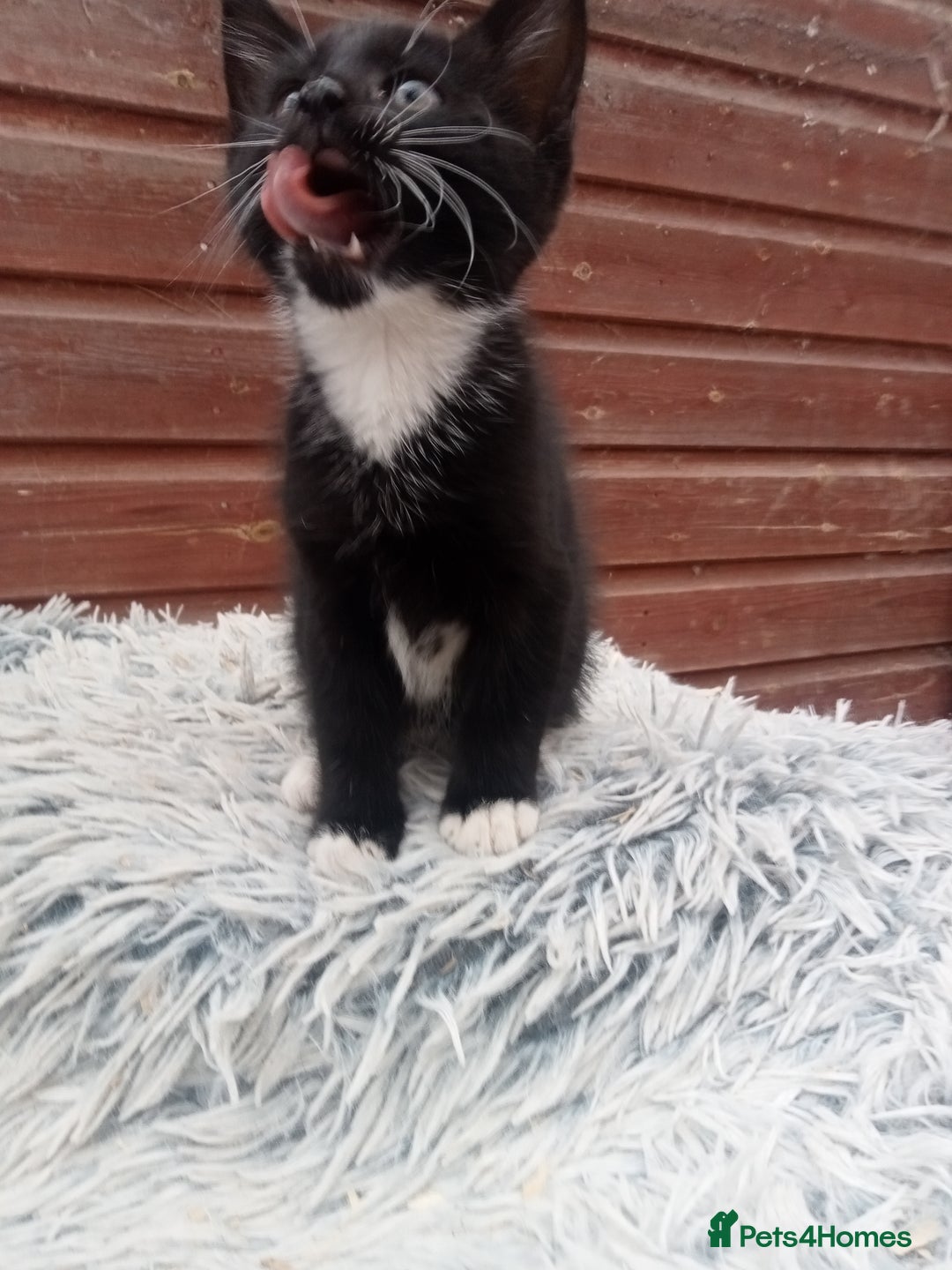 Mixed Breed cats for sale: Kittens  - Image 1