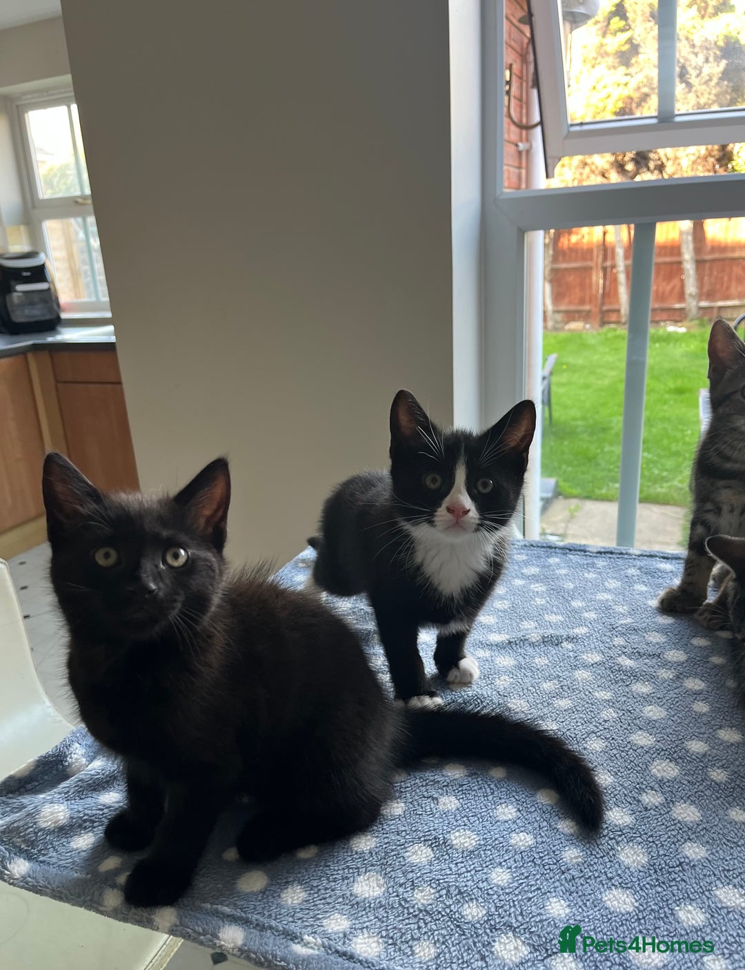 Mixed Breed cats for sale: 4 x Beautiful Adorable Kittens *Ready Now* - Image 21