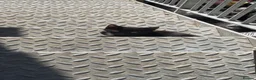 Mixed Breed cats for sale: Mix breed kitten ready to leave  - Advert 5