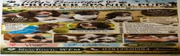 English Springer Spaniel dogs for sale: Springer Spaniel Puppies in Shrewsbury - Advert 4