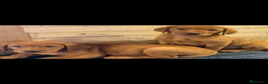Labrador Retriever 4