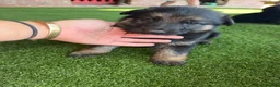 German Shepherd dogs for sale: German shepherd pups - Advert 8