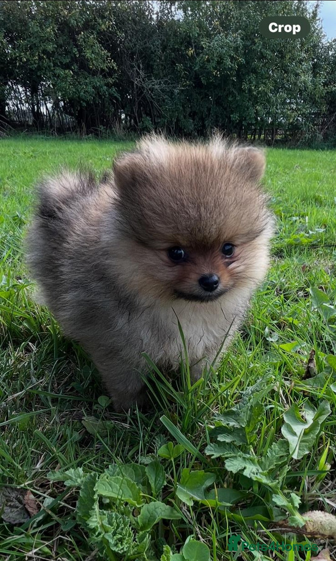 Pomeranian dogs for sale: Outstanding Tiny Pomeranian Puppies - Advert 7
