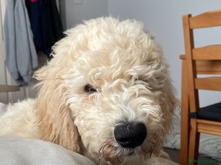 Goldendoodle dogs Multigenerational Standard Goldendoodle for Stud - Advert 14