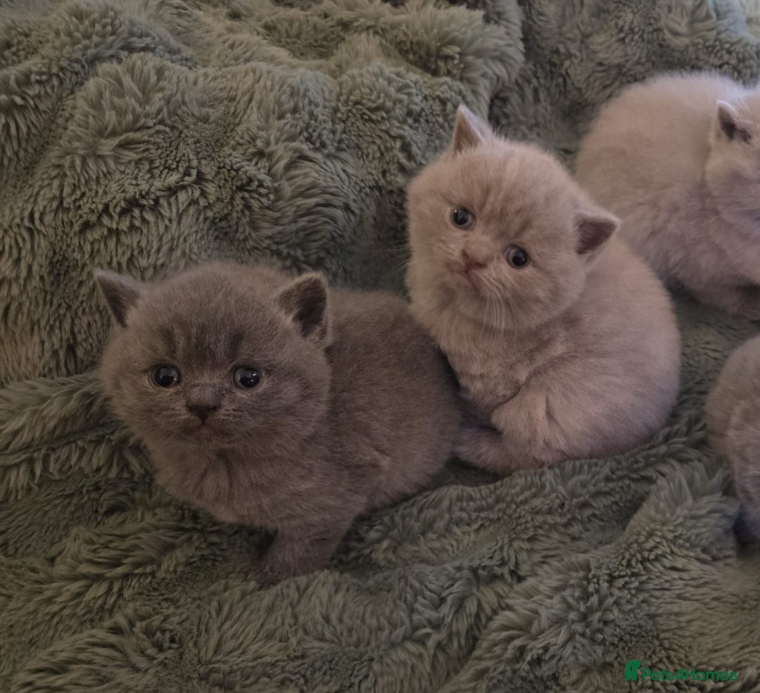 British Shorthair cats for sale: Pedigree British Shorthair Kittens- Lilac & Bluess - Advert 6